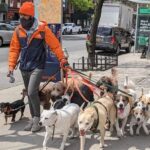 Правила и особенности выгула собак в США