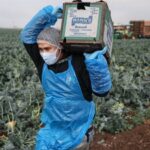 Работа в США на фермах: как найти работодателя и условия труда