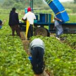 Работа с проживанием в США: где найти и какие условия предлагают?