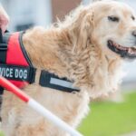 Правила содержания собак в США