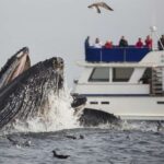 Сезон китов в Калифорнии: уникальное туристическое явление