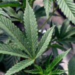 Где в США разрешена марихуана: штаты с полной и частичной легализацией