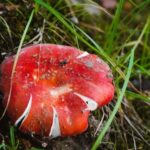 Сбор грибов в Нью-Йорке: полное руководство для начинающих