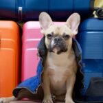 Правила ввоза животных в США: важные аспекты