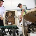 Перевозка животных из Украины в США: документы, требования и реальные трудности