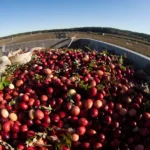 Сбор клюквы США