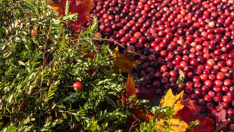 Сбор клюквы США